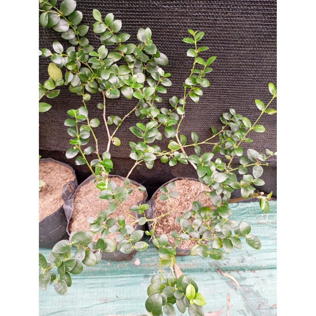 bibit tanaman Natal plum cangkok bonsai sering berbunga berbuah herbal banyak manfaat
