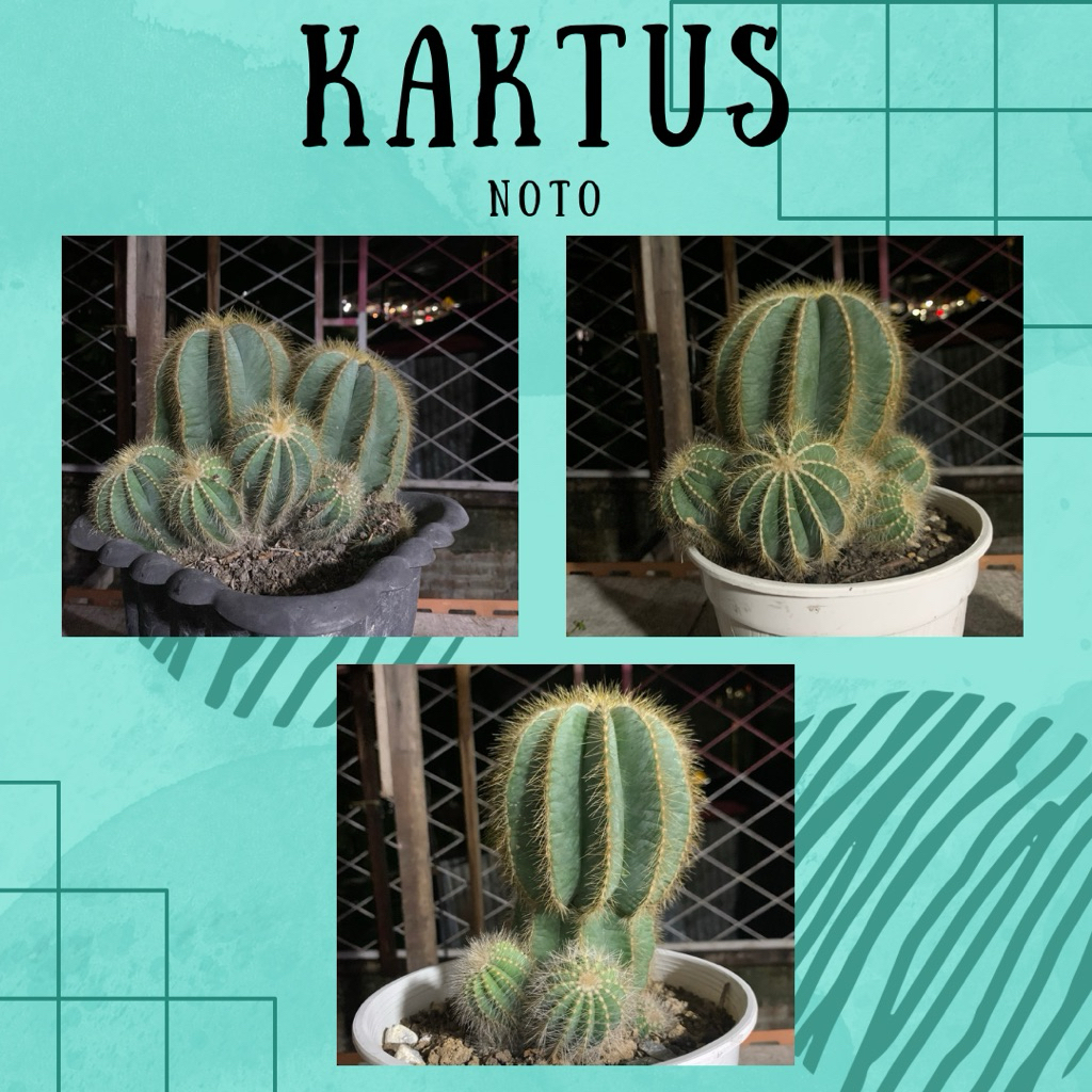 Kaktus Noto