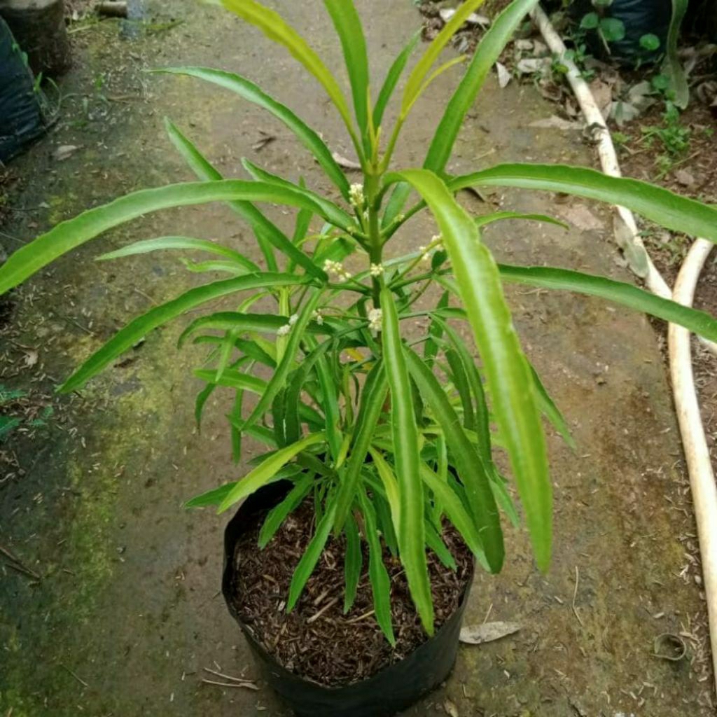 Pengusir Nyamuk Pohon Zodia/Zodiak Pengusir Nyamuk