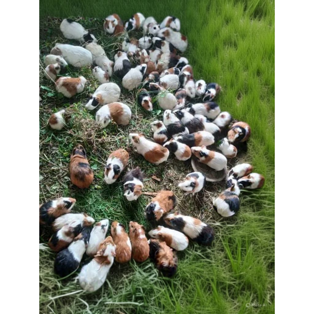 Marmut Lucu Pilihan Kualitas Terbaik