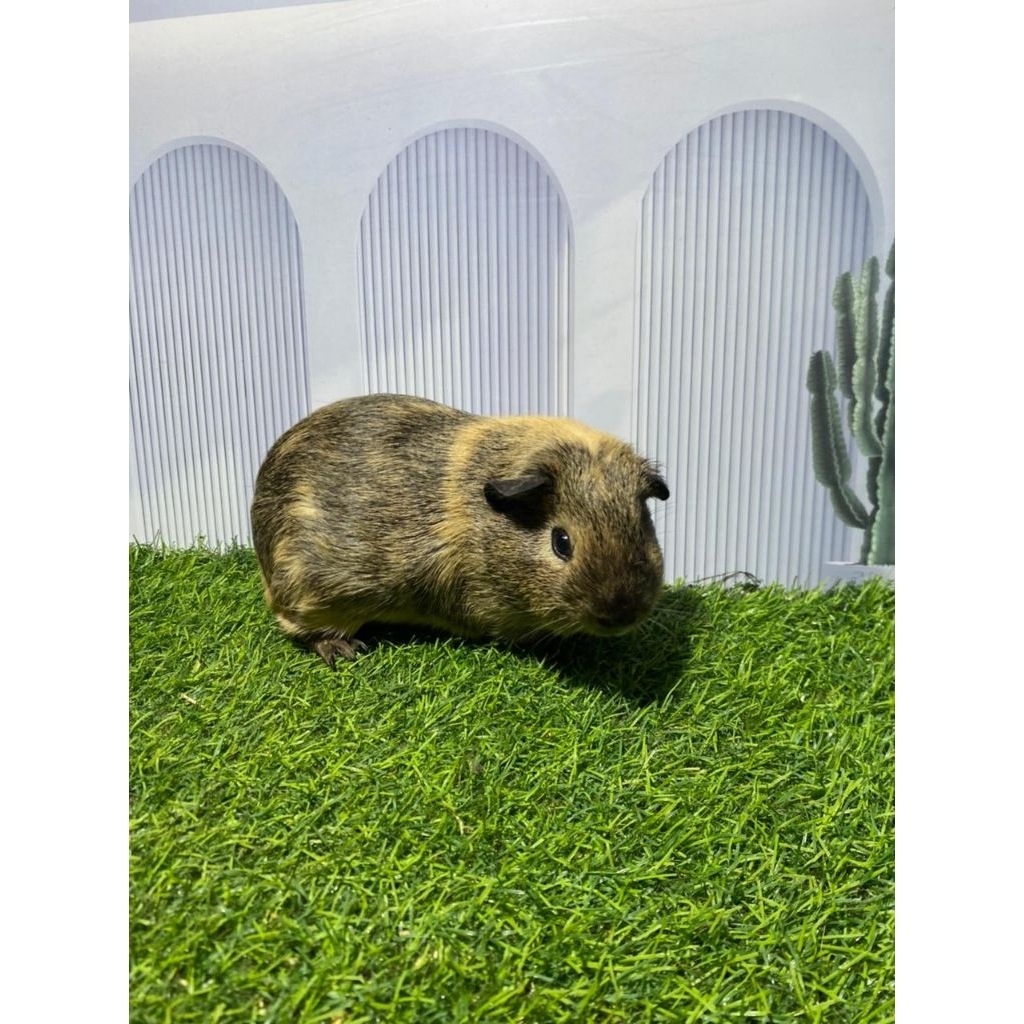 marmut hias American remaja/Guinea pig American remaja
