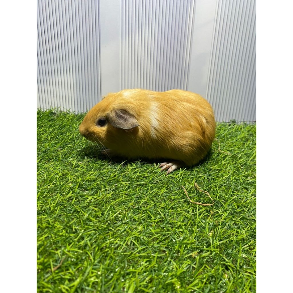 marmut American/Guinea pig American