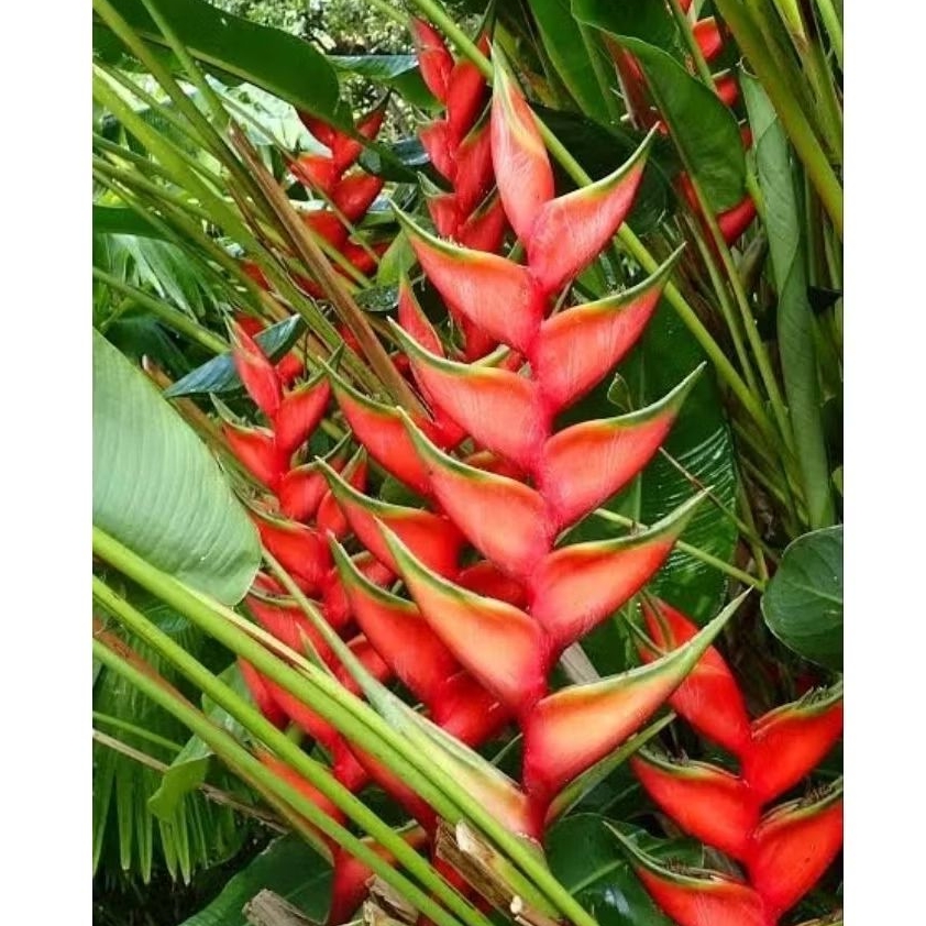 Tanaman Pisang Bali Tegap / Dwarf Jamaica Heliconia / Heliconia Pisang Bali / Pisang Betet Bali / He