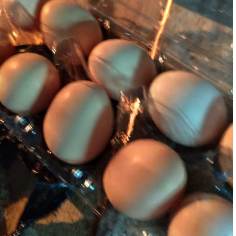 telur tetas ayam brahma fertil/ telor hayam hias brahma jamin fertil