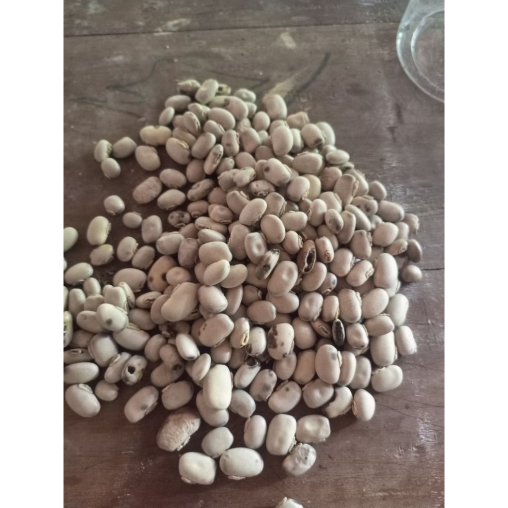 benguk Bengok Koro benguk 1kg