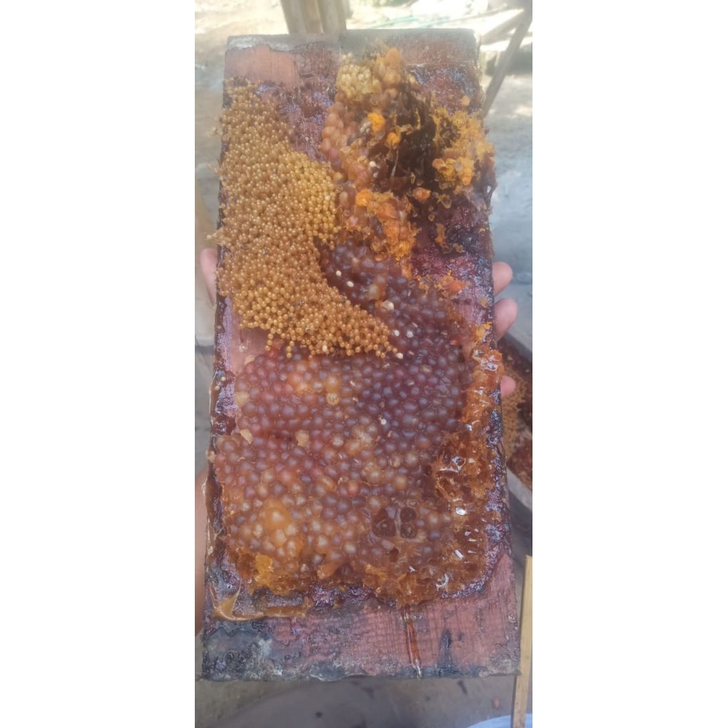 madu trigona 1 liter