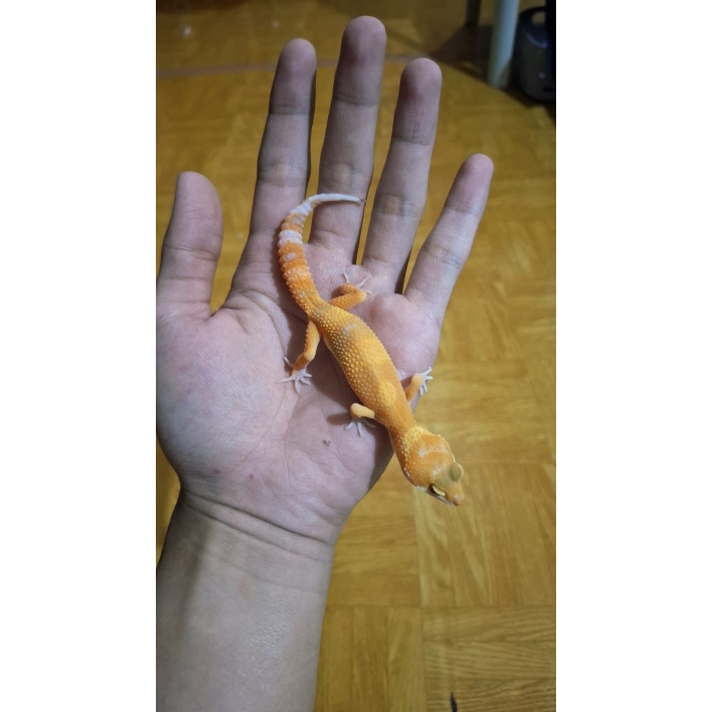 Leopard Gecko Female - Sunglow Tomato - Remaja Usia Juve Mulus Sehat