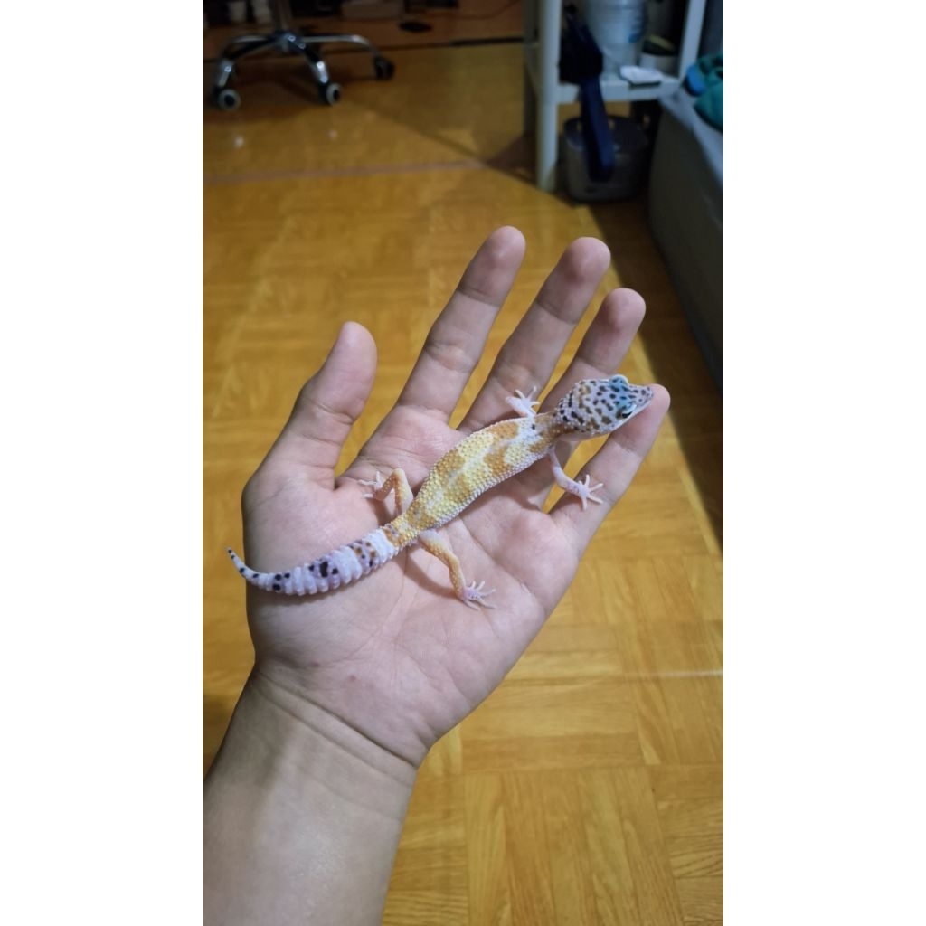 Leopard Gecko Male - Macksnow - Remaja Usia Juve Mulus Sehat
