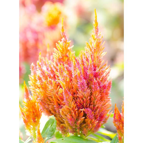 Biji Bibit bibit Biji Benih Bunga Celosia