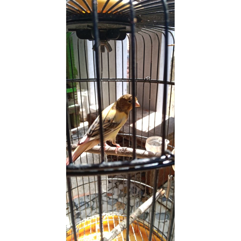 kenari jantan paud sudah belajar bunyi