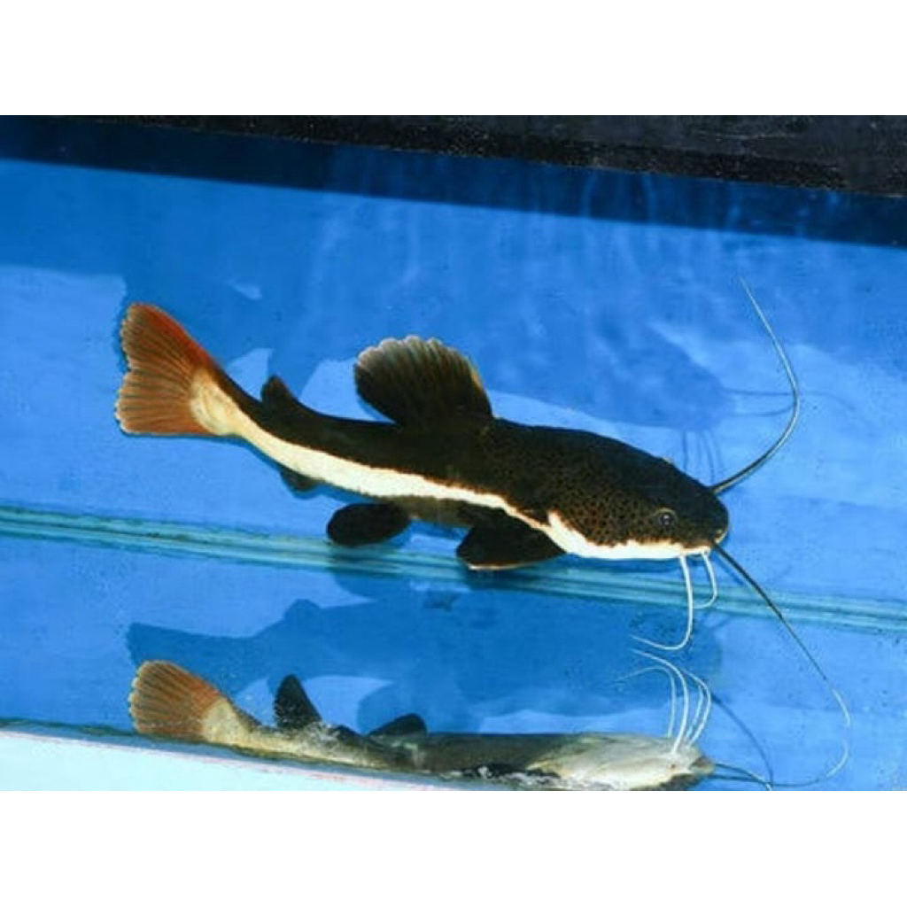 Hiasan Akuarium Red Tail Catfish Akuarium