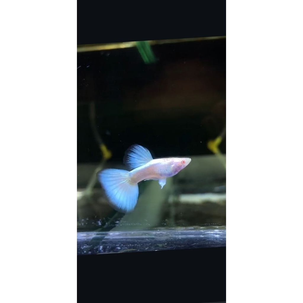 Guppy albino full platinum
