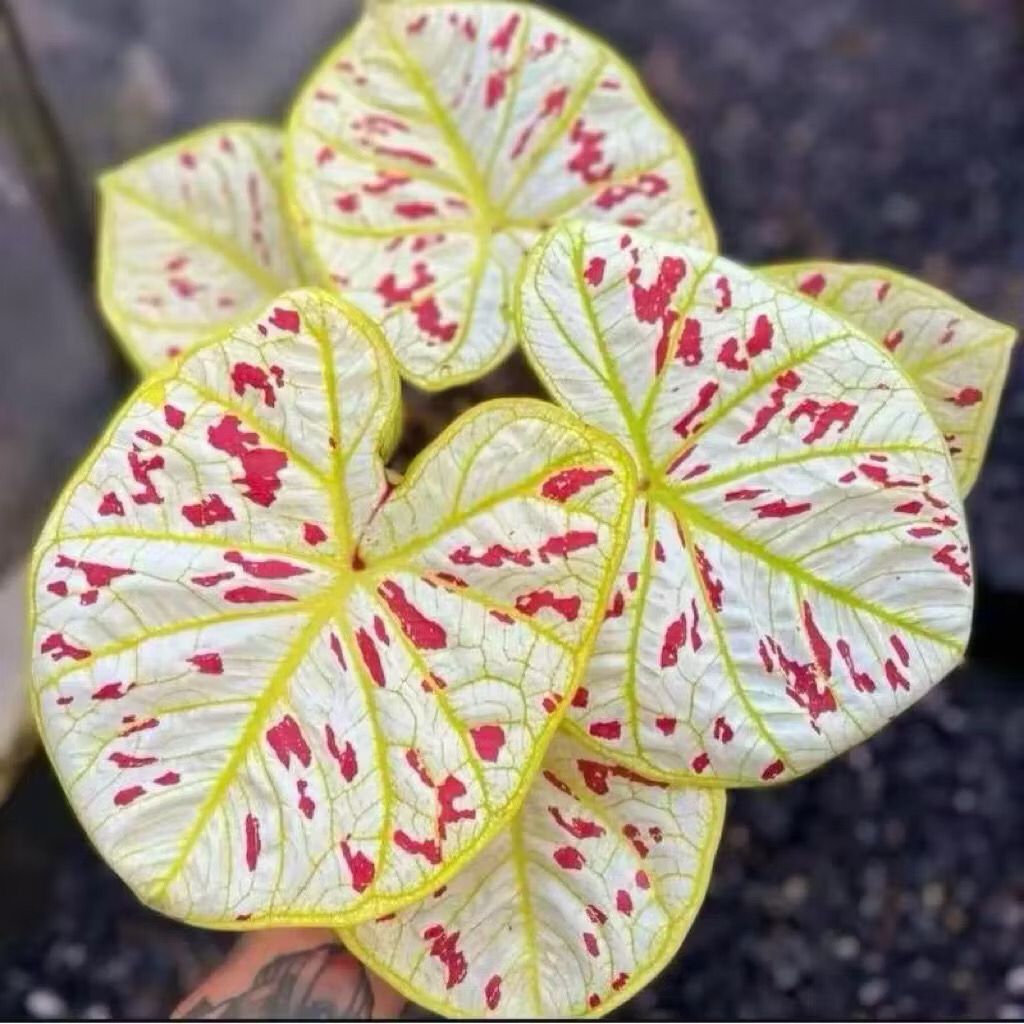 UMBI Caladium Thailand Cantik, Benih Keladi Thailand Series