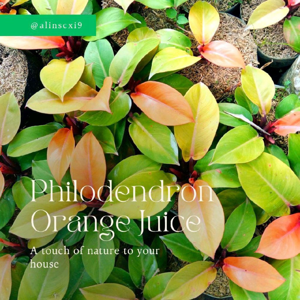 Bunga philodendron juice / philodendron orange juice sp