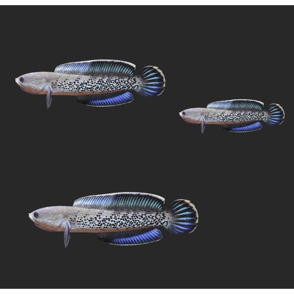 channa stewartii ukuran 8-9cm