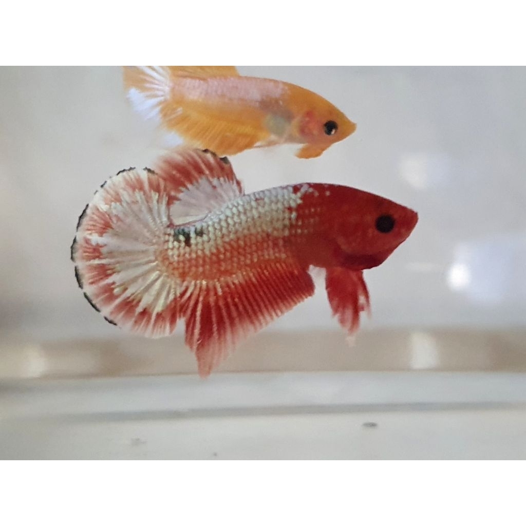 cupang plakat fccp orange whitescale startail realpict