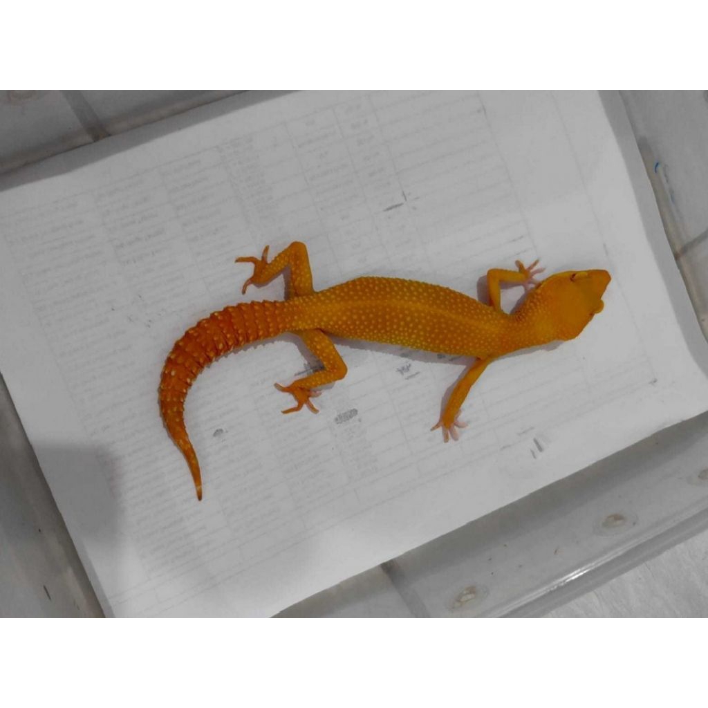 sunglow Tomato Proven Gecko full CT full oren free kalsium & Gutlod