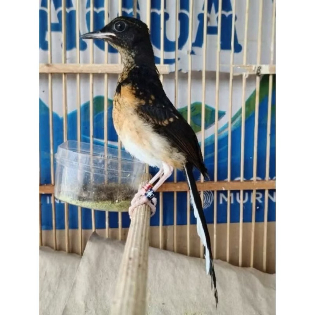 Murai batu trotol trah fighter jantan medan x medan