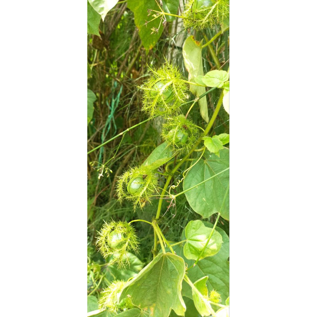 tanaman buah rambusa (markisa hutan)