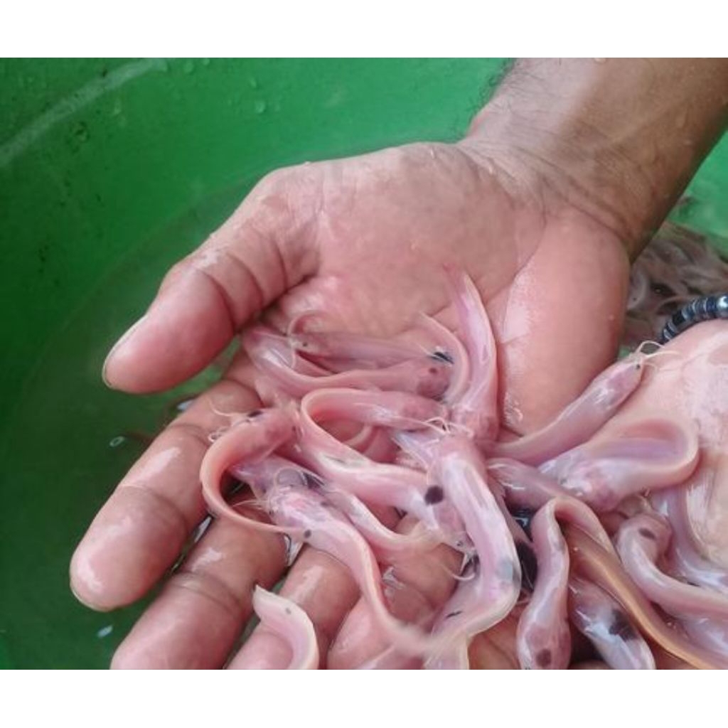 pajangan dinding lele albino sapi berkualitas