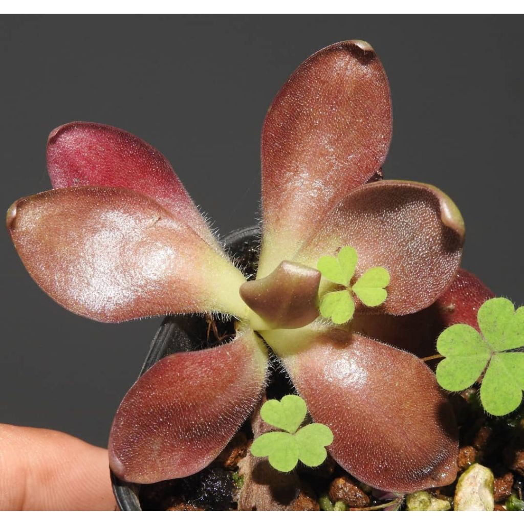 Pinguicula marciano