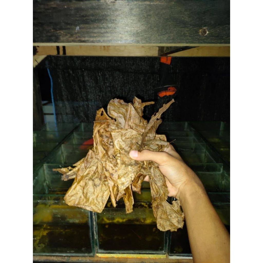 Ekstrak daun ketapang