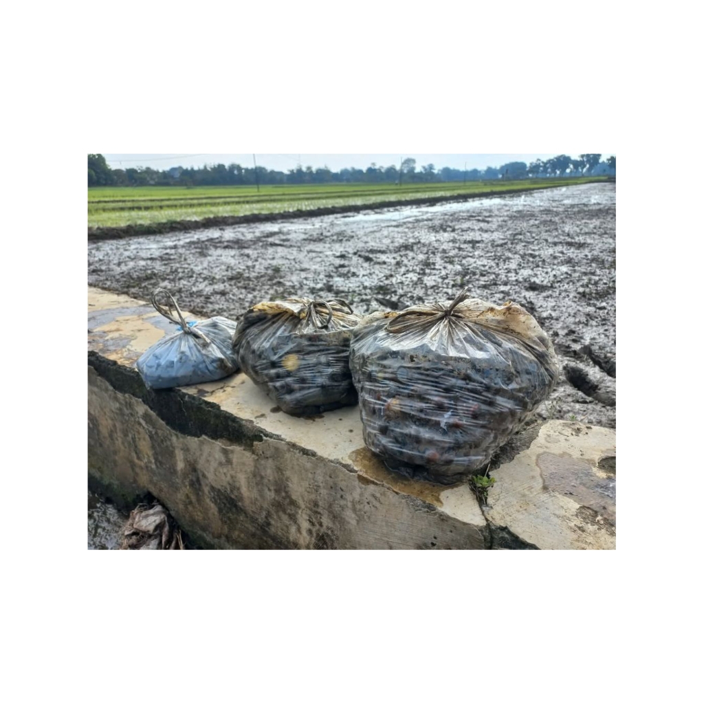 keong sawah mentah 1kg seger