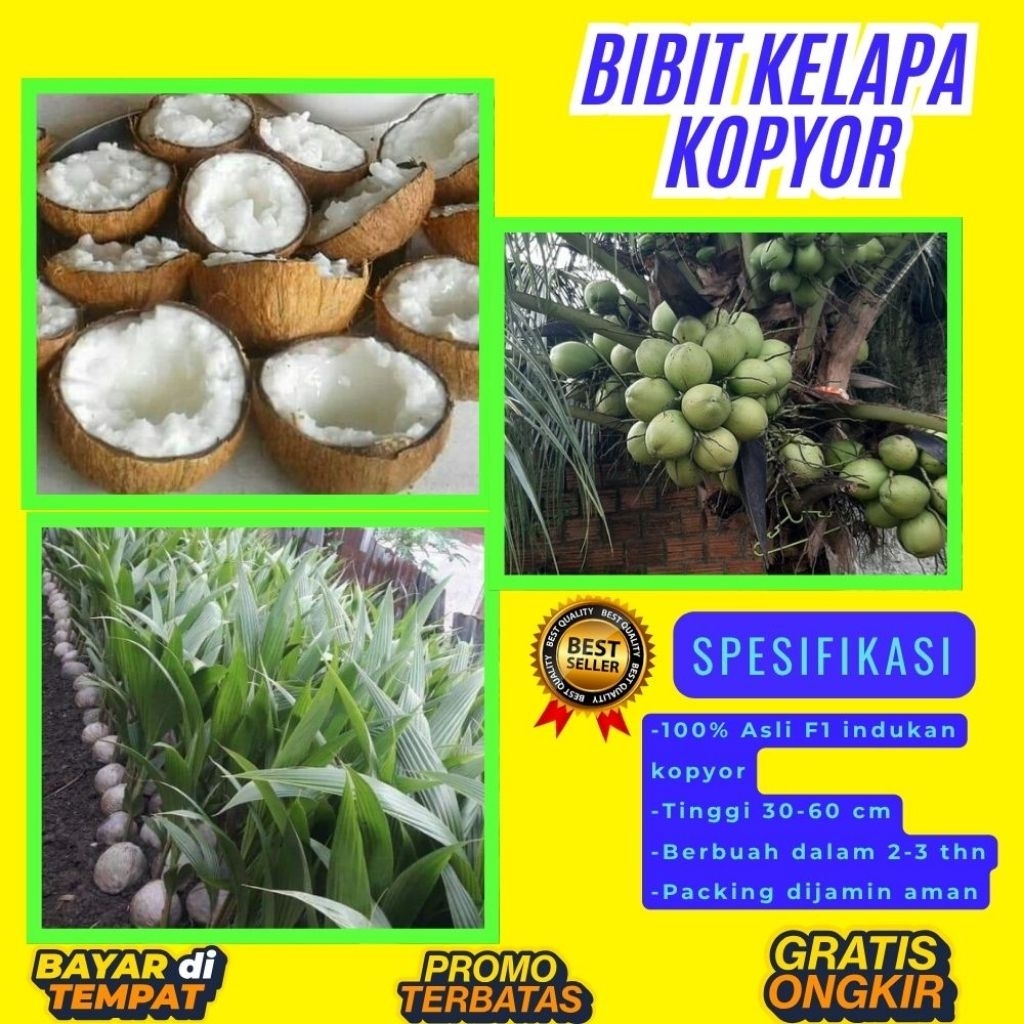 PROMO  Bibit Kelapa Kopyor, Bibit Kelapa Kopyor Asli, Bibit Kelapa Kopyor Bersertifikat