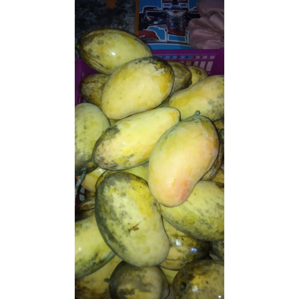 Mangga podang