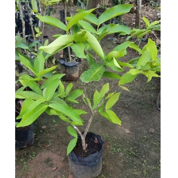 Bibit jambu air citra cangkok