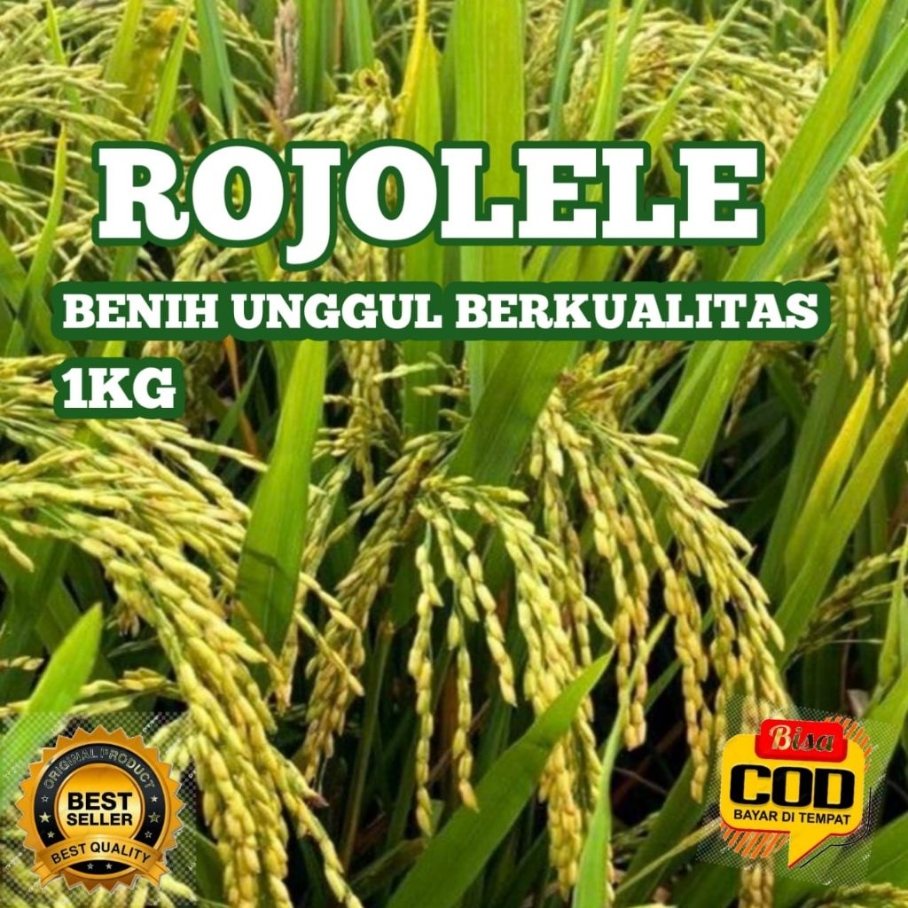 BENIH PADI ROJOLELE UNGGUL BERKUALITAS KEMASAN 1KG