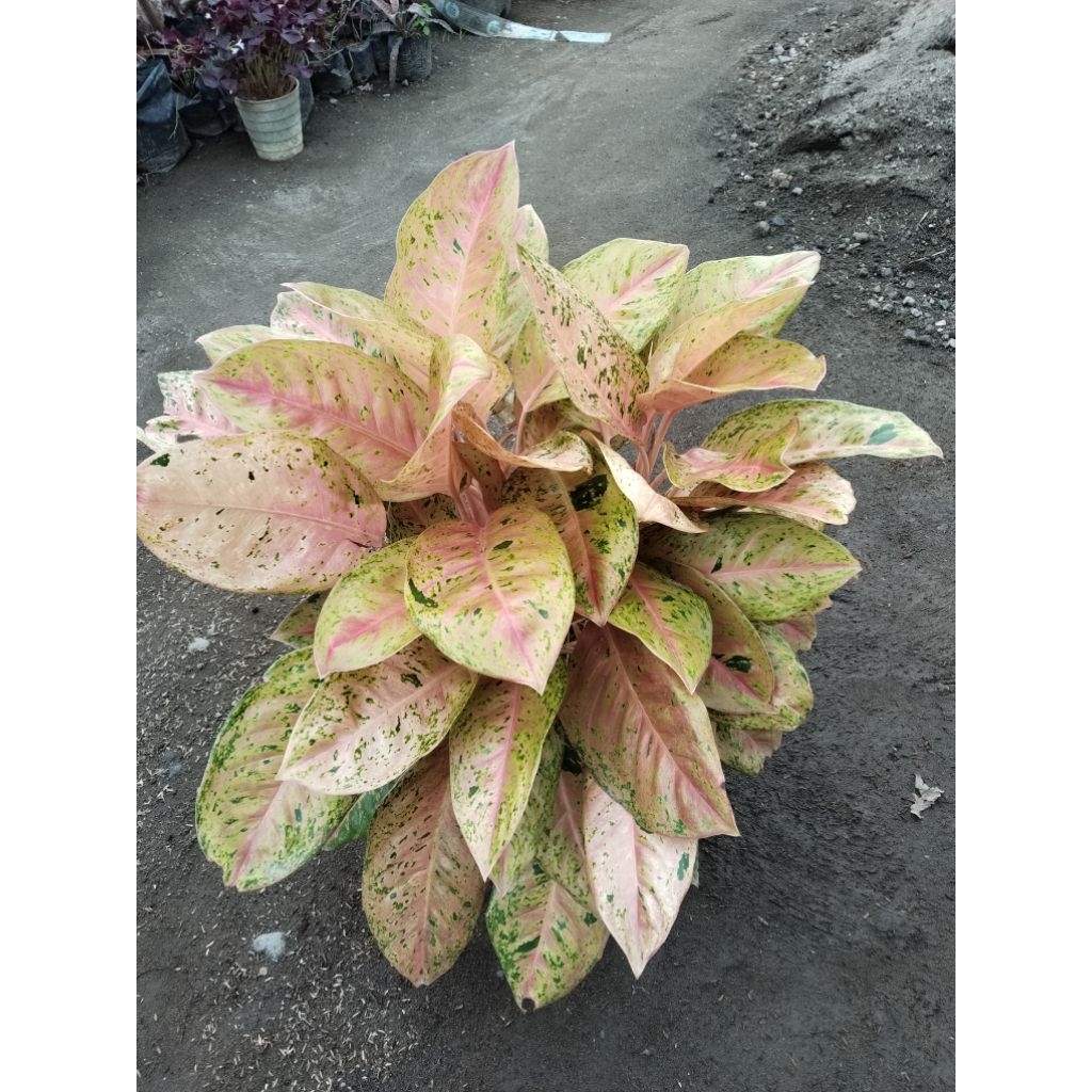 aglonema big roy rumpunan