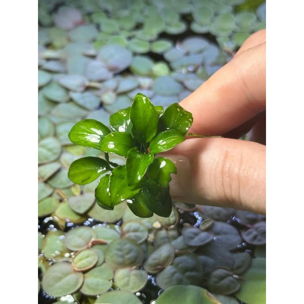 anubias petite