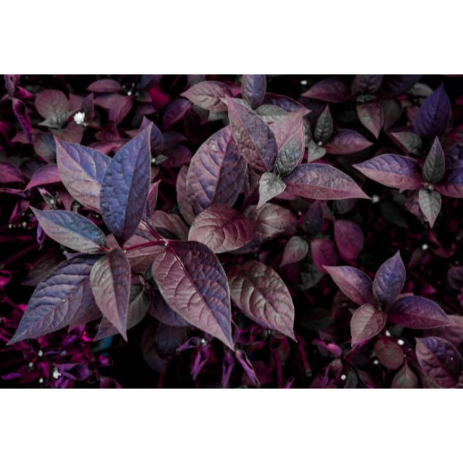 Daun Ungu / Handeuleum segar