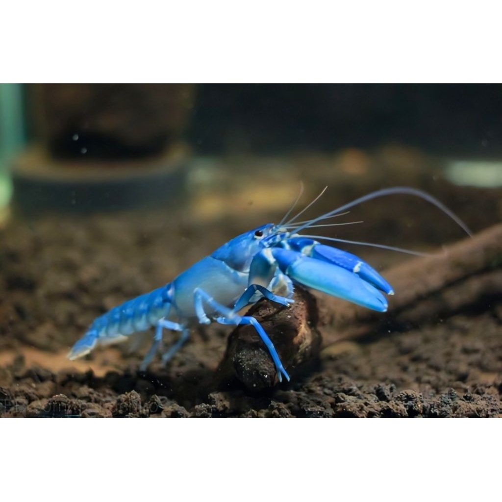 Hiasan  aquarium/ ornamen lobster air tawar hias blue dewasa  size 6-9cm