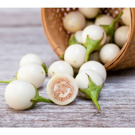 Biji Bibit bibit terong bulat putih