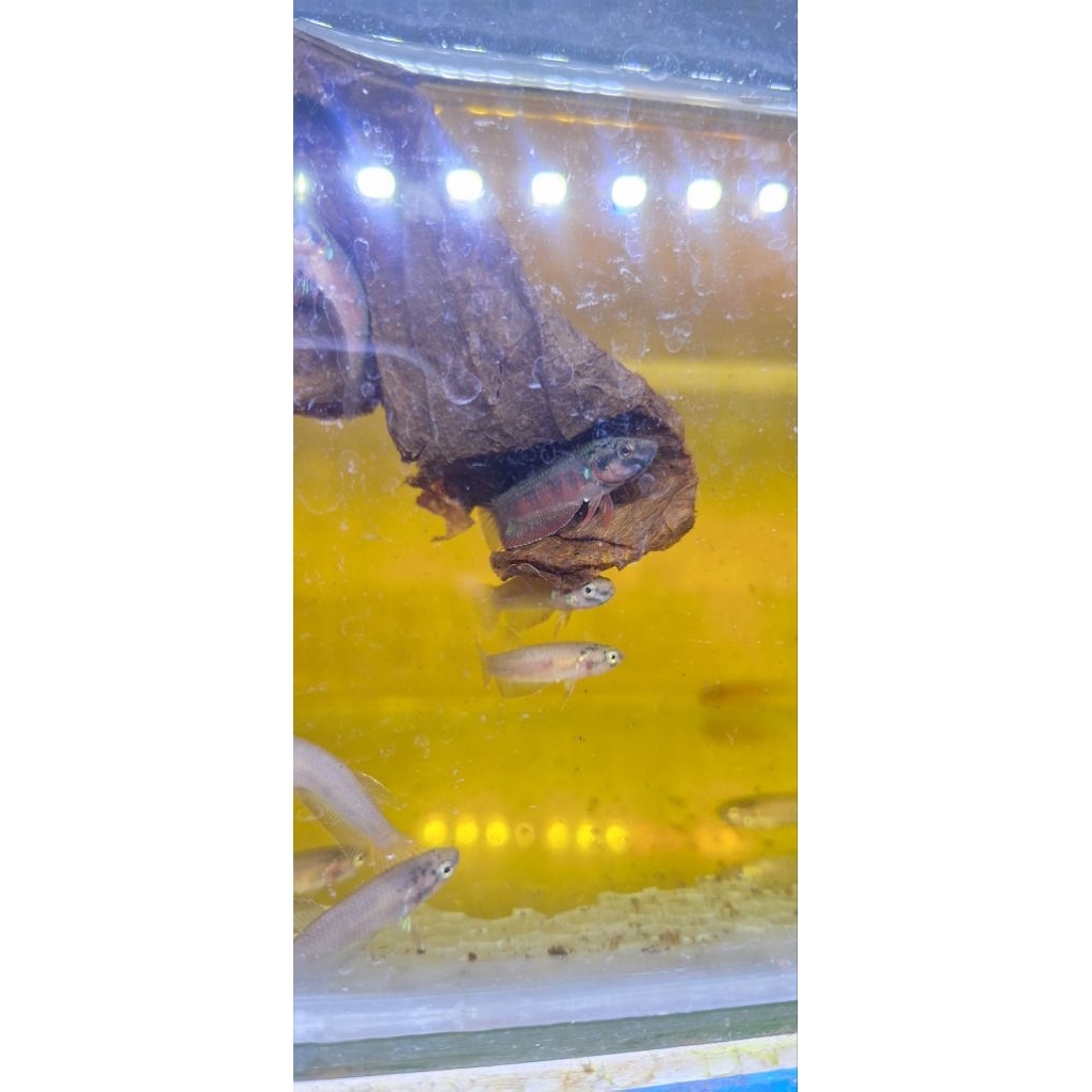 Wild Betta Rubra