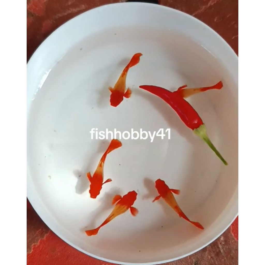 Hiasan Aquarium Betina Guppy Albino Koi Red Ear 2 ekor