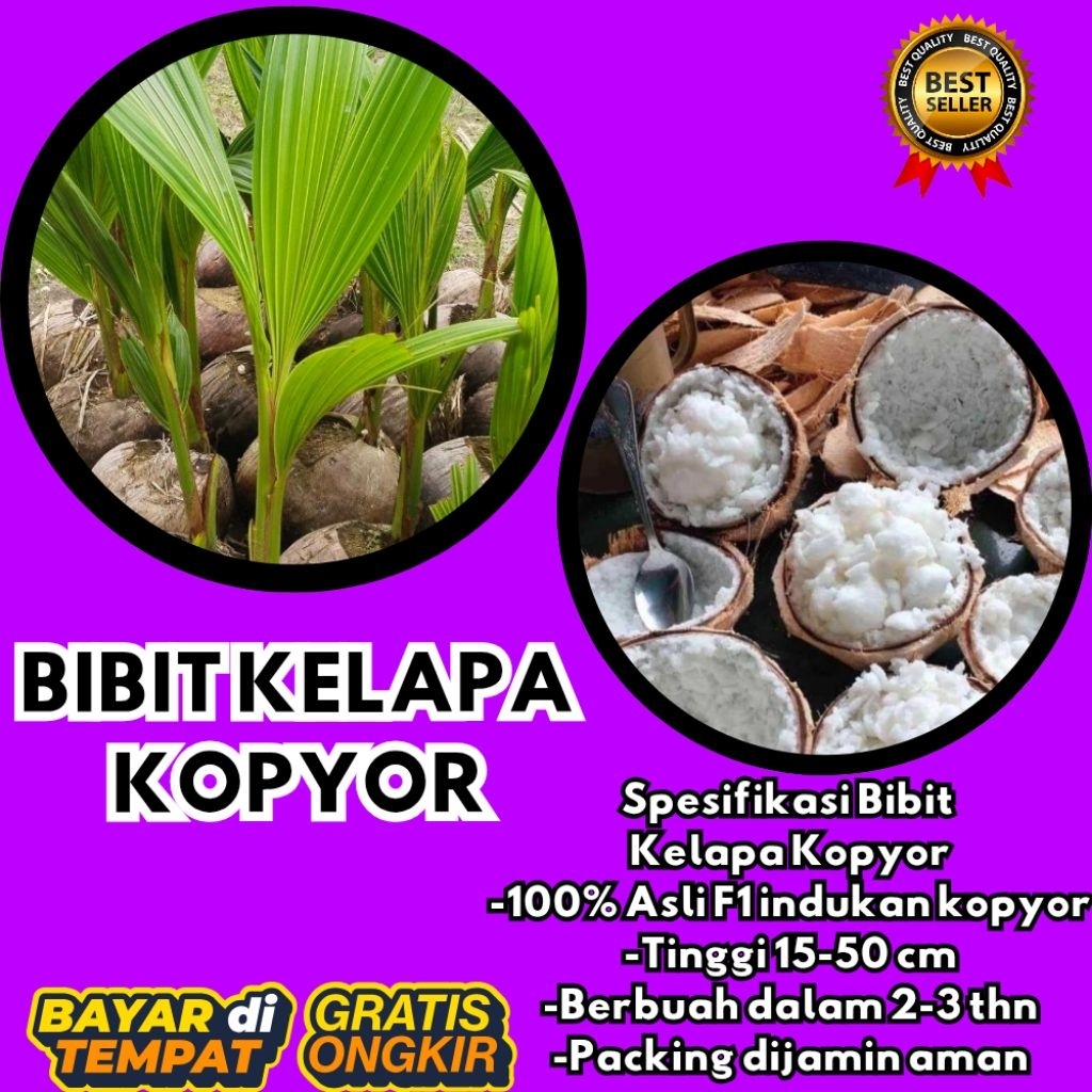 DIJAMIN ASLI  Bibit Kelapa Kopyor Bersertifikat, Bibit Kelapa Kopyor Genjah
