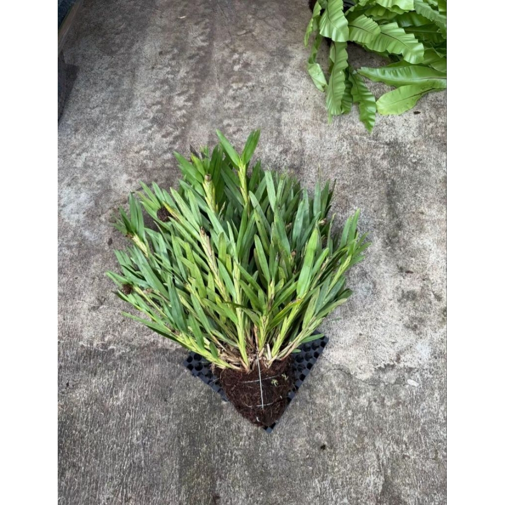 anggrek spesies hutan/ anggrek tebu hutan