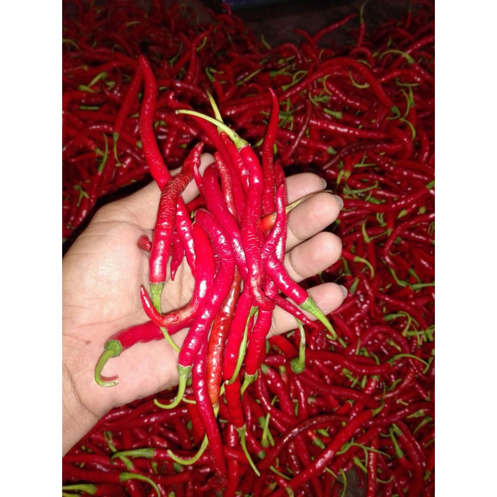CMK Cabai merah kriting Lombok tampar kiloan berat 200 gram