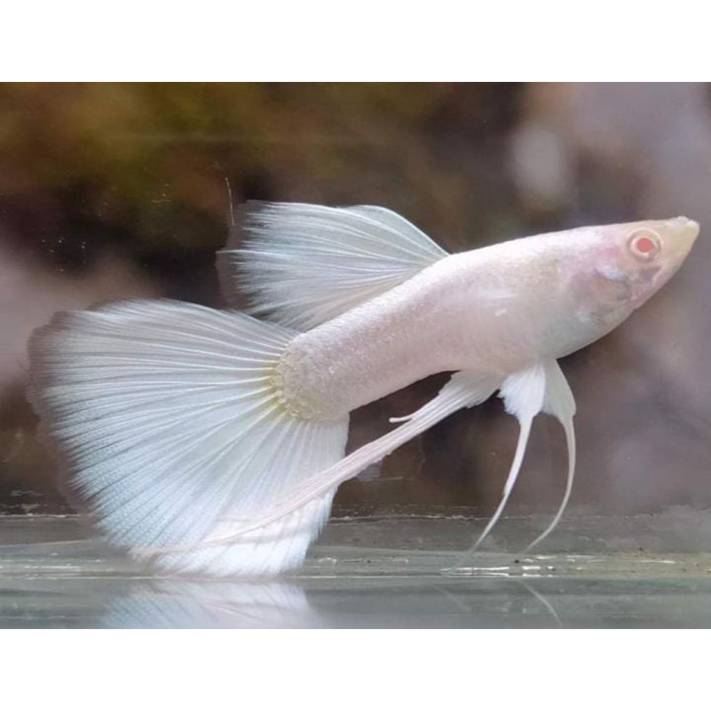 pewangi,Guppy albino full platinum ribbon