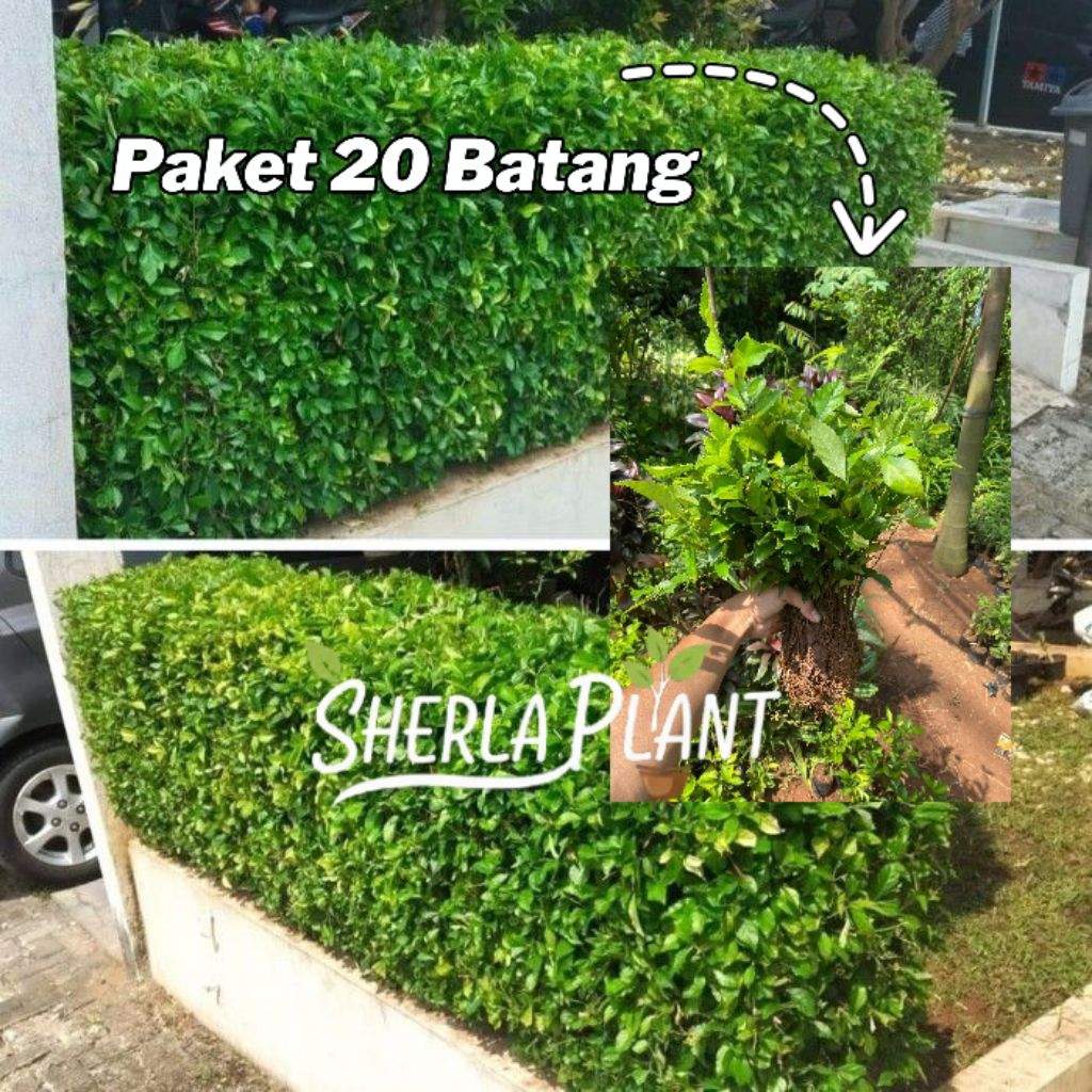 Tanaman hias Teh Tehan / Tanaman pagar / Teh Tehan