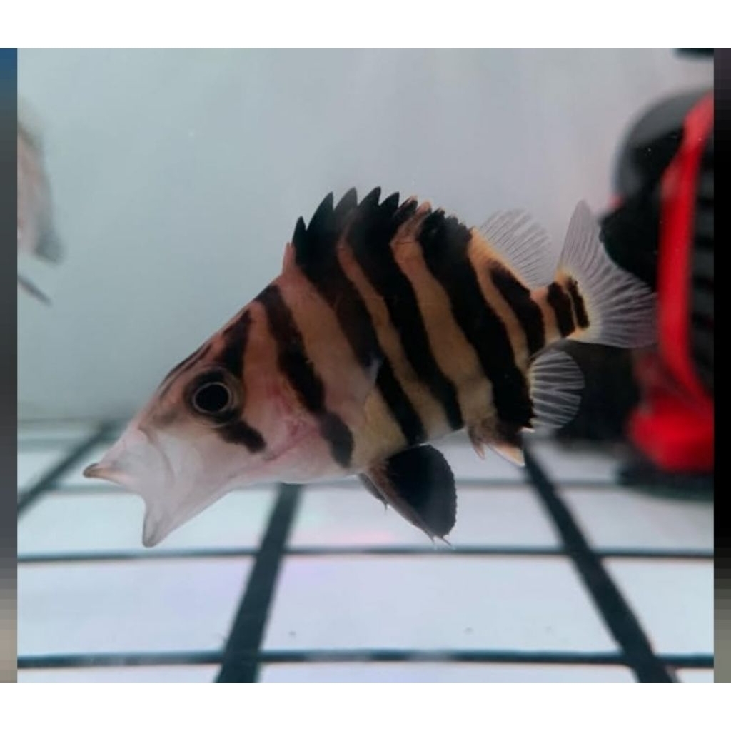 Datz sumatera size 2.5-3cm 4 bar