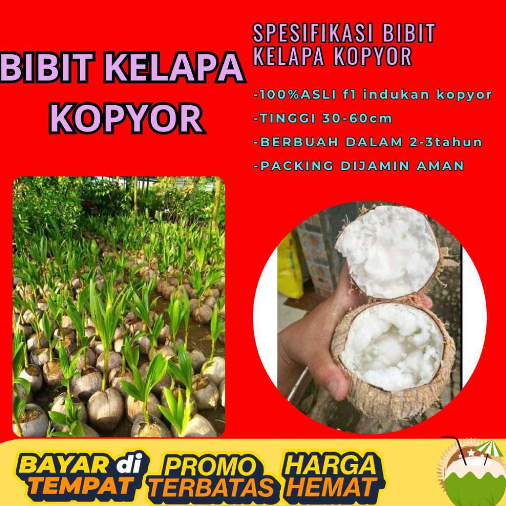 TERPERCAYA  Bibit Kelapa Kopyor Trubus