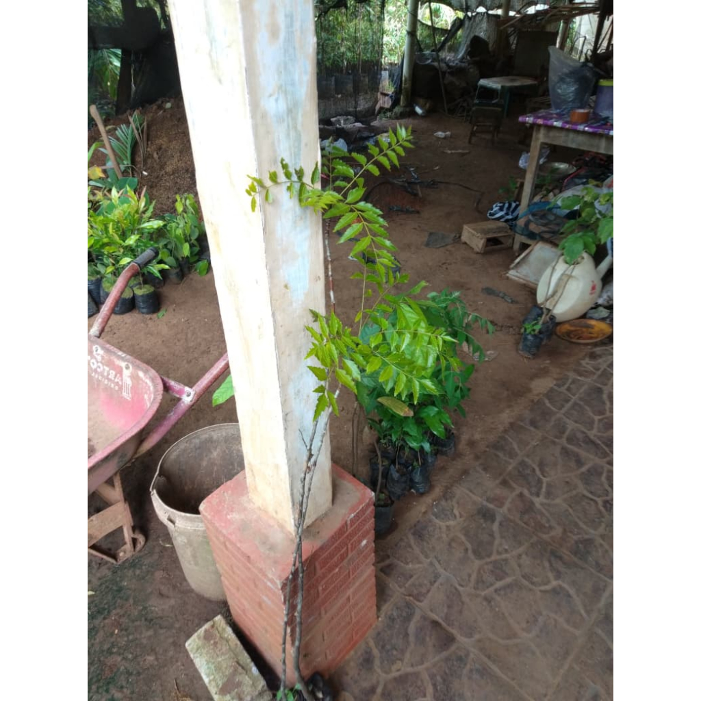 Bibit Tanaman Mimba/Mimbo - Ketinggian 1 meter - Harga Murah