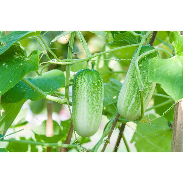 MURAH - BIBIT TIMUN BABY