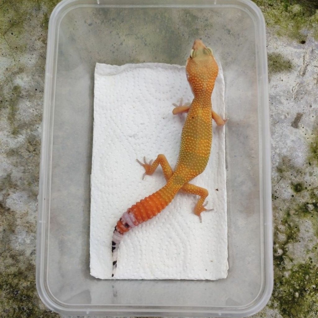MAINAN ANAK GECKO_SHTCTB JUVE FEMALE