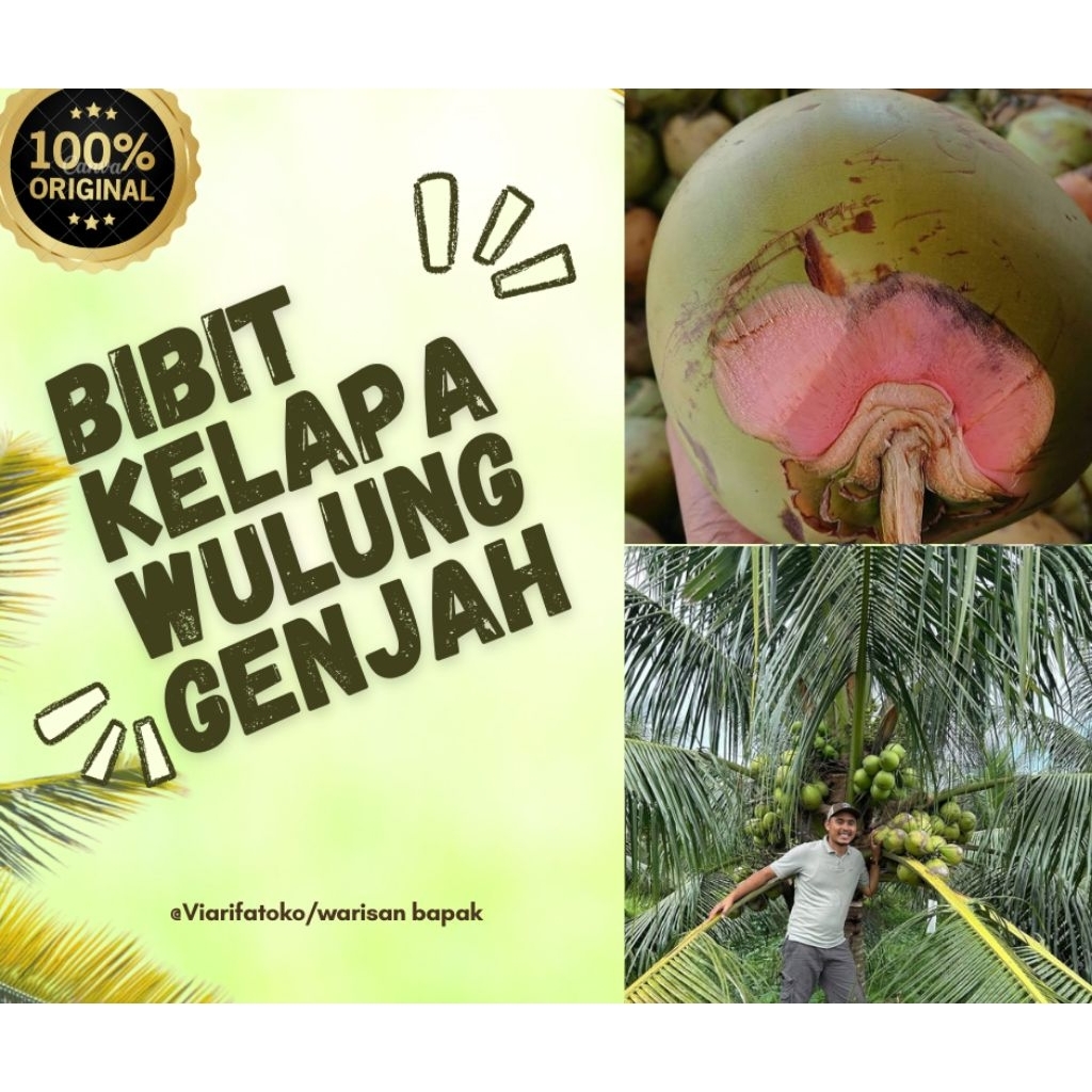bibit kelapa wulung asli genjah