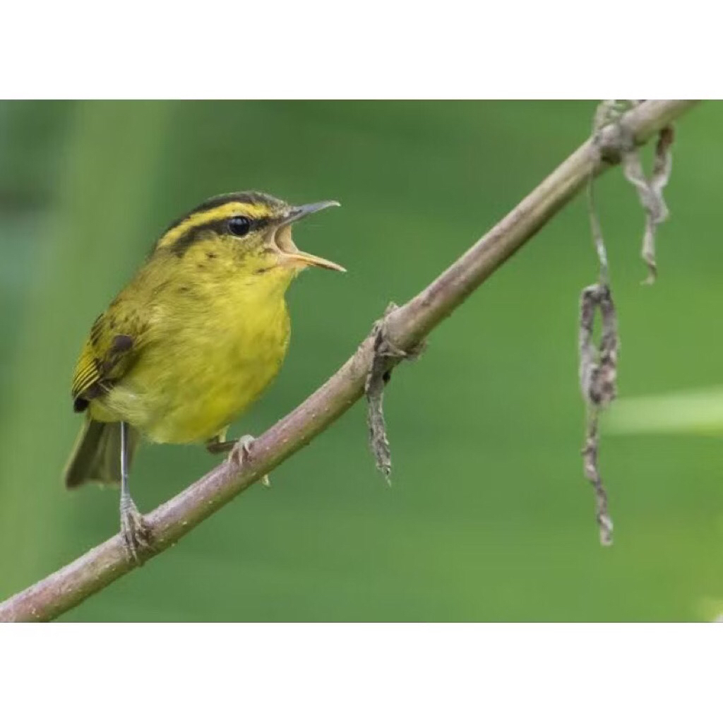 Mozambik lokal / pare-pare pilihan jantan